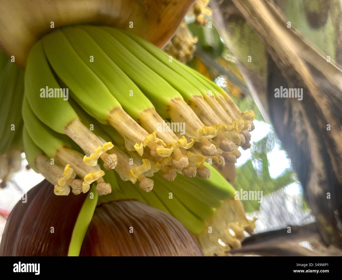 Gros plan de la floraison de la plante de banane dans le jardin de l'arrière-cour - Image de stock capturée avec un smartphone