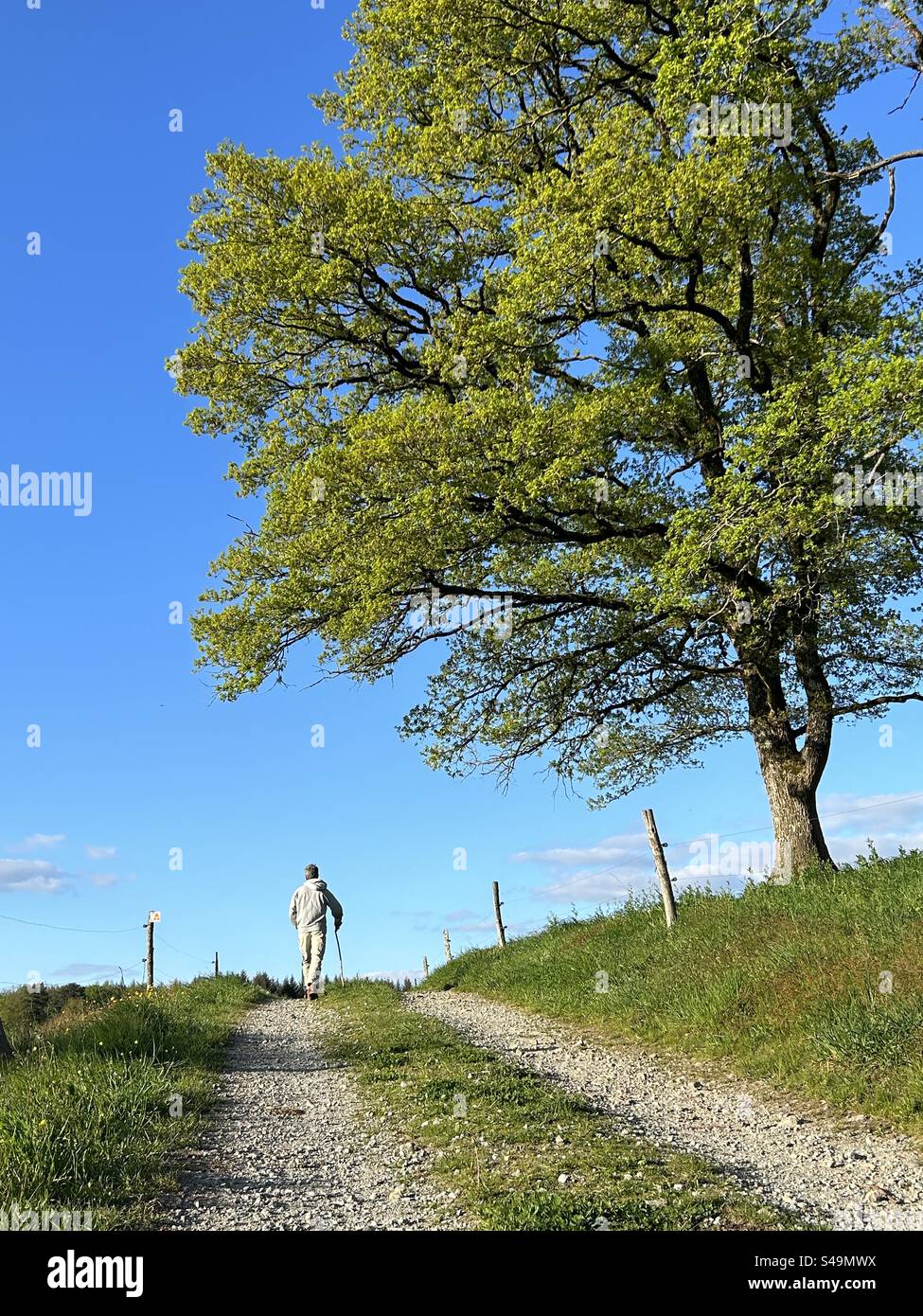 Un homme de dos sur un chemin sous un grand arbre le ciel est bleu sans nuages Banque D'Images