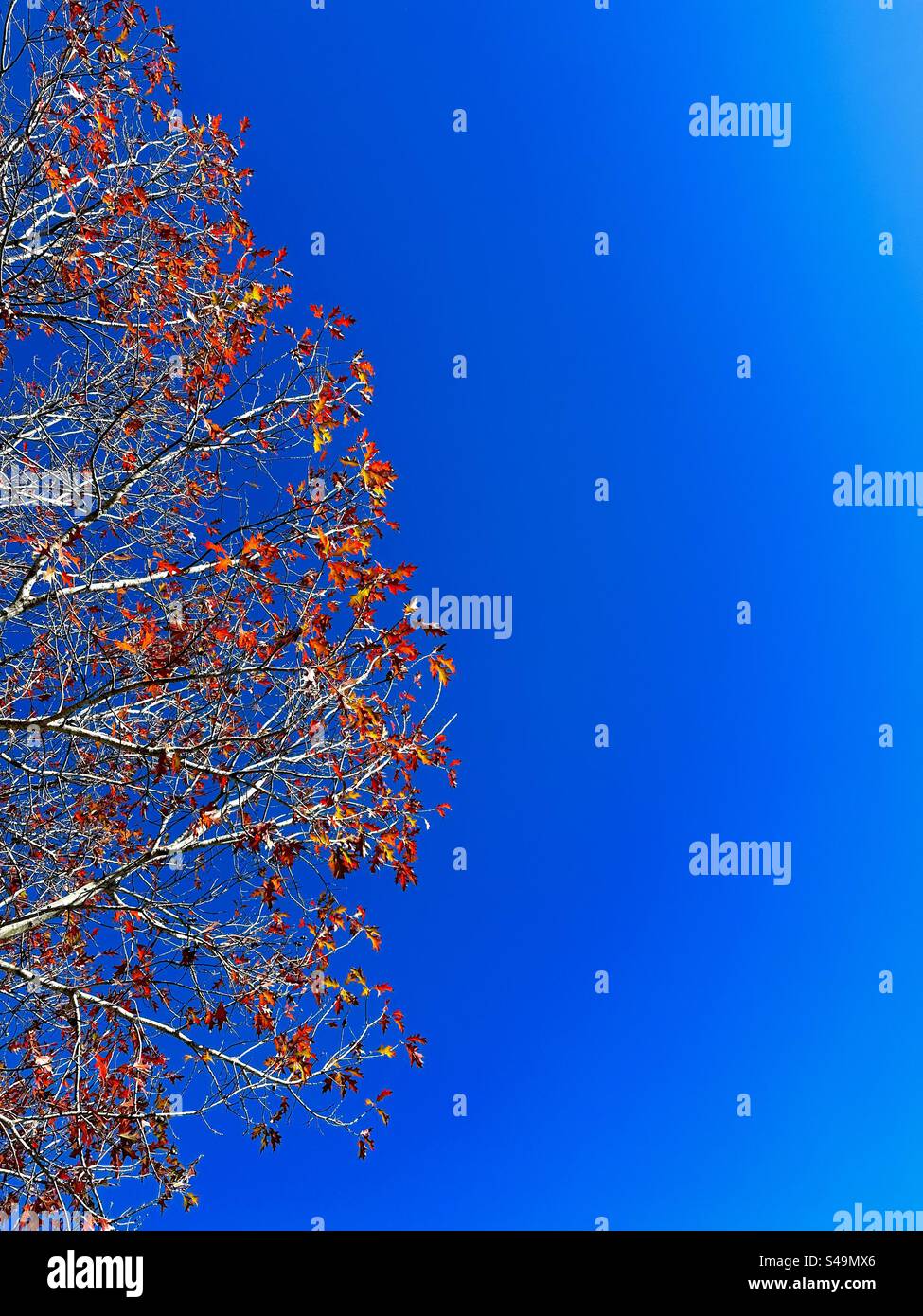 Couleurs d'automne sur l'arbre à nouveau ciel bleu - Image de stock capturée avec un smartphone
