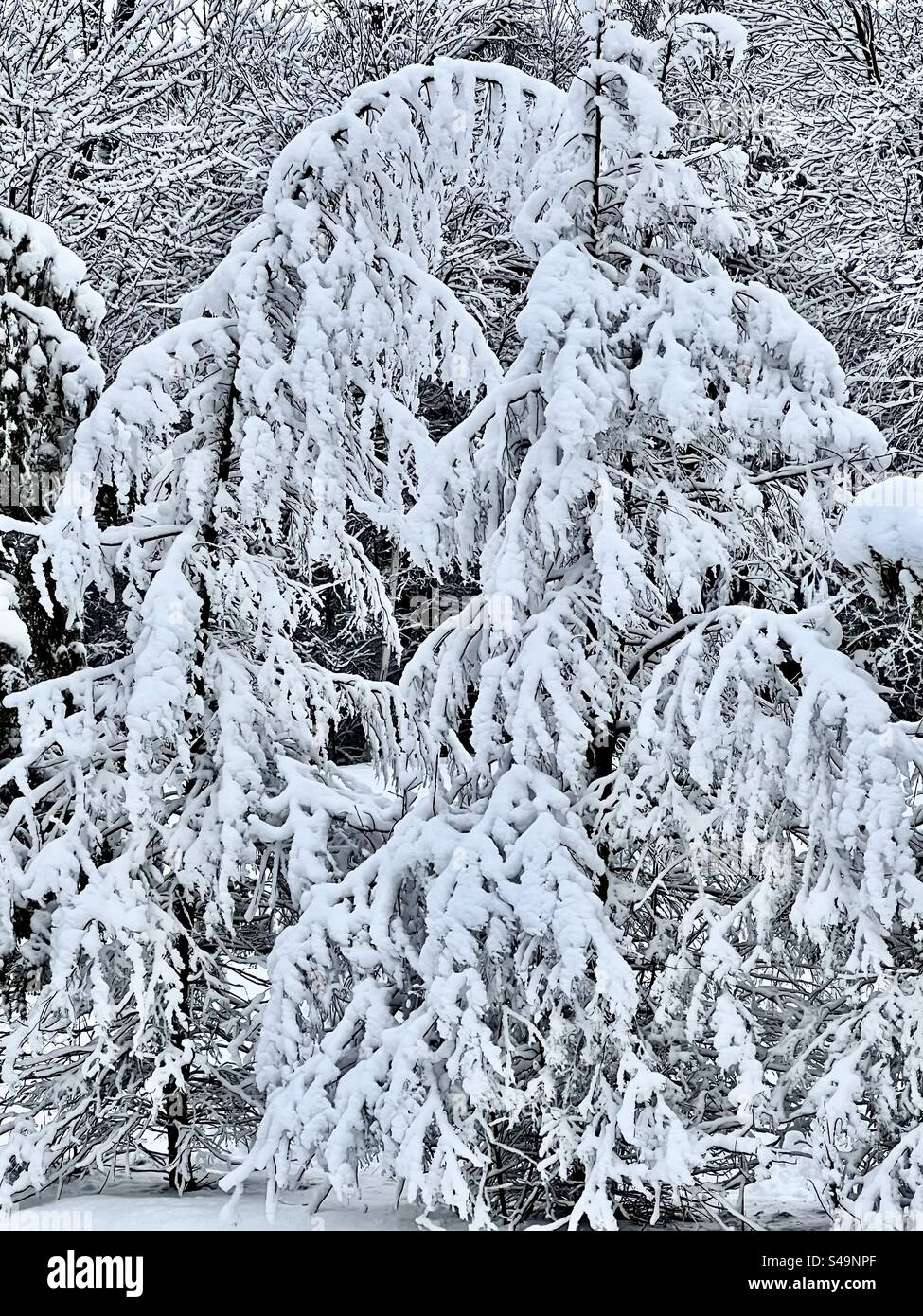 Arbre couvert de neige abondante après une tempête hivernale - Image de stock capturée avec un smartphone