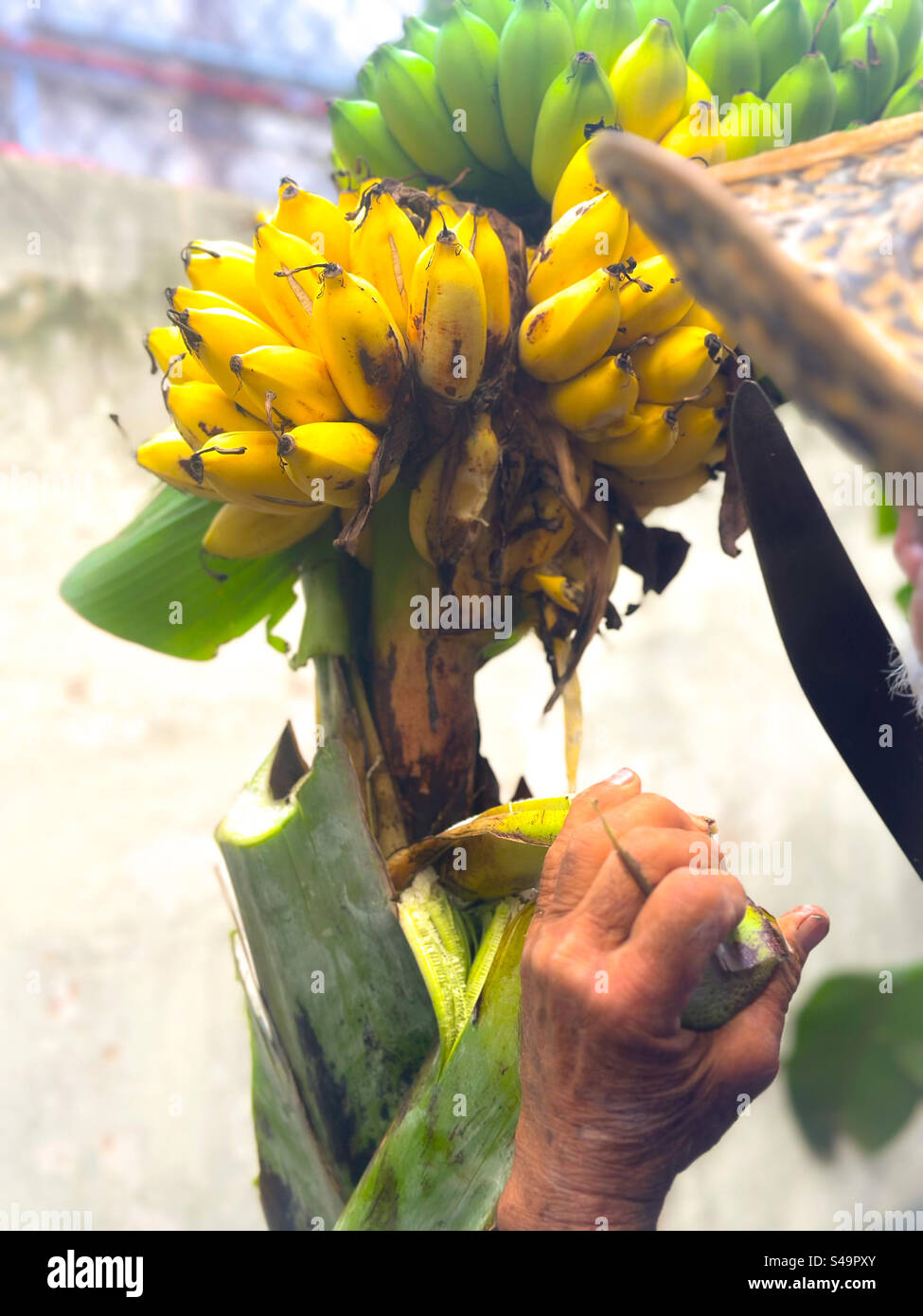 Récoltez le bouquet de bananes biologiques cultivé dans le jardin de l'arrière-cour - Image de stock capturée avec un smartphone