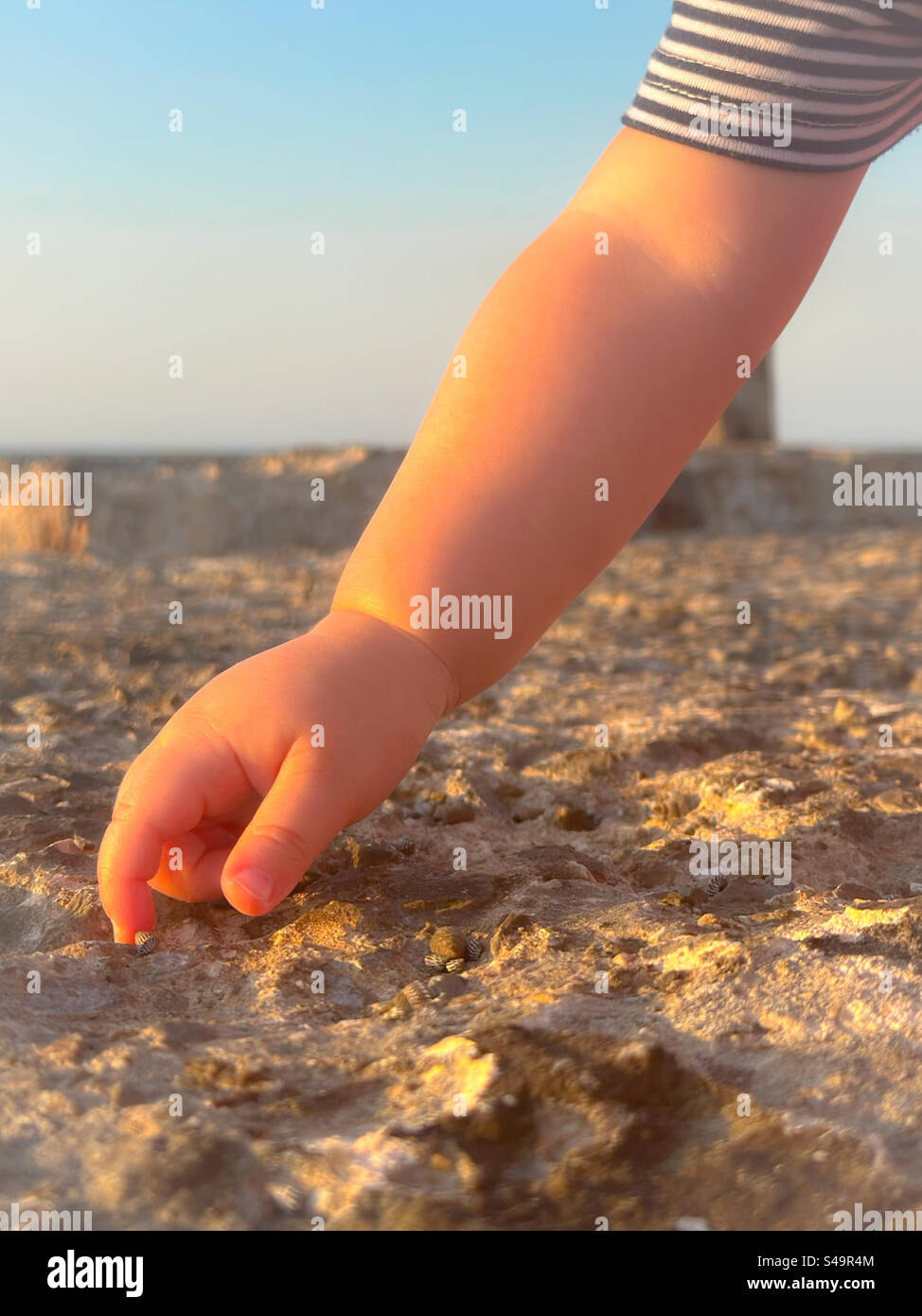 Bébé main cueillant la conque sur la côte Banque D'Images