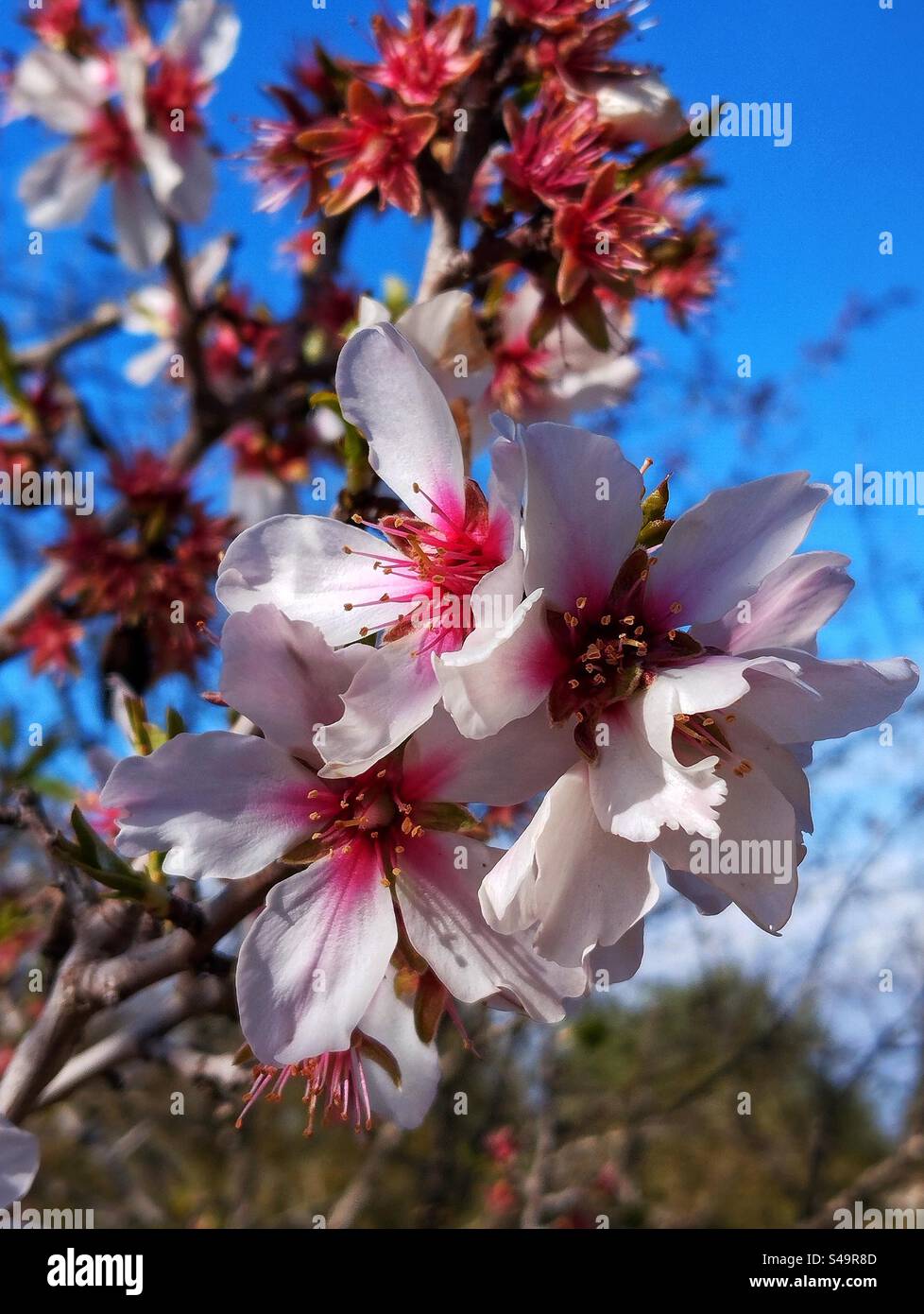 Amande arbre en fleur Banque D'Images