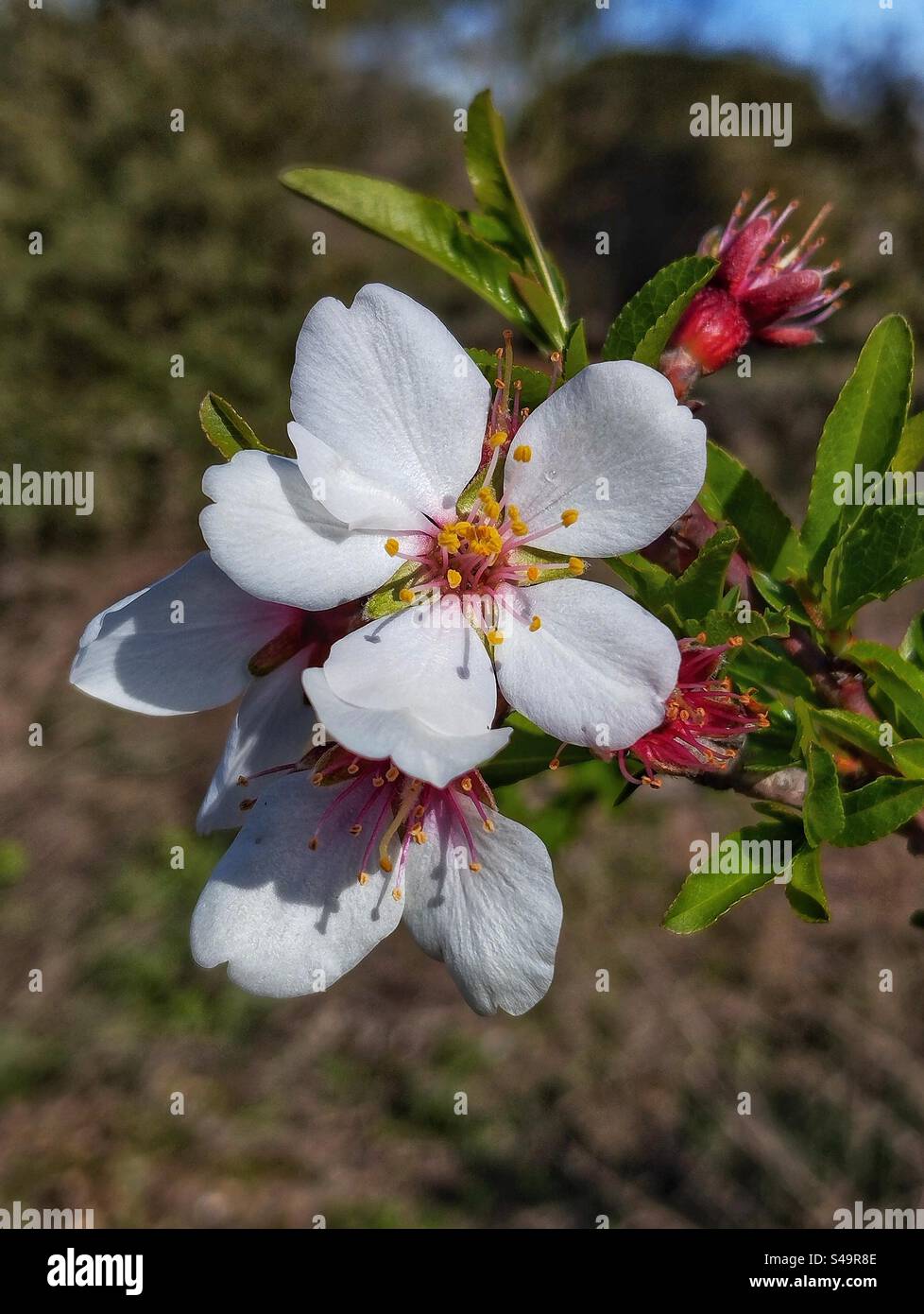 Amande arbre en fleur Banque D'Images