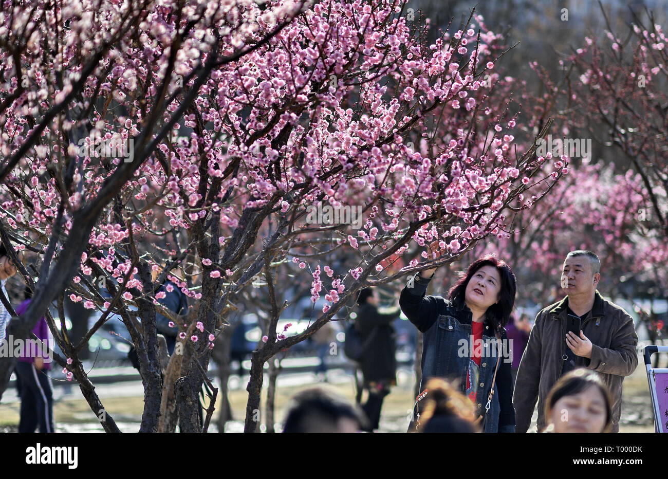 Beijing, Chine. Mar 16, 2019. Personnes voir fleurs à la Dynastie Ming de Pékin (1368-1644) mur de la ville Parc des reliques à Beijing, capitale de Chine, le 16 mars 2019. Crédit : Li Xin/Xinhua/Alamy Live News Banque D'Images