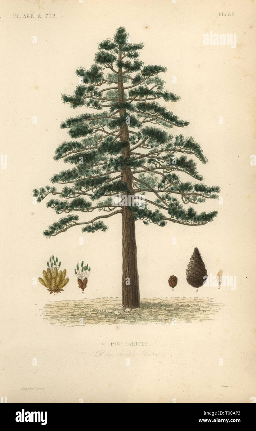 Pin noir d'Autriche ou pine, Pinus nigra subsp. laricio, Pinus laricio pin laricio,. Gravure coloriée par Oudet après une illustration botanique par Edouard Maubert de Pierre Oscar reveil, A. Dupuis, Fr. Gérard et François Herincqâ, La REGNE VEGETAL : planètes agricoles et forestieres, L. Guérin, Paris, 1864-1871. Banque D'Images
