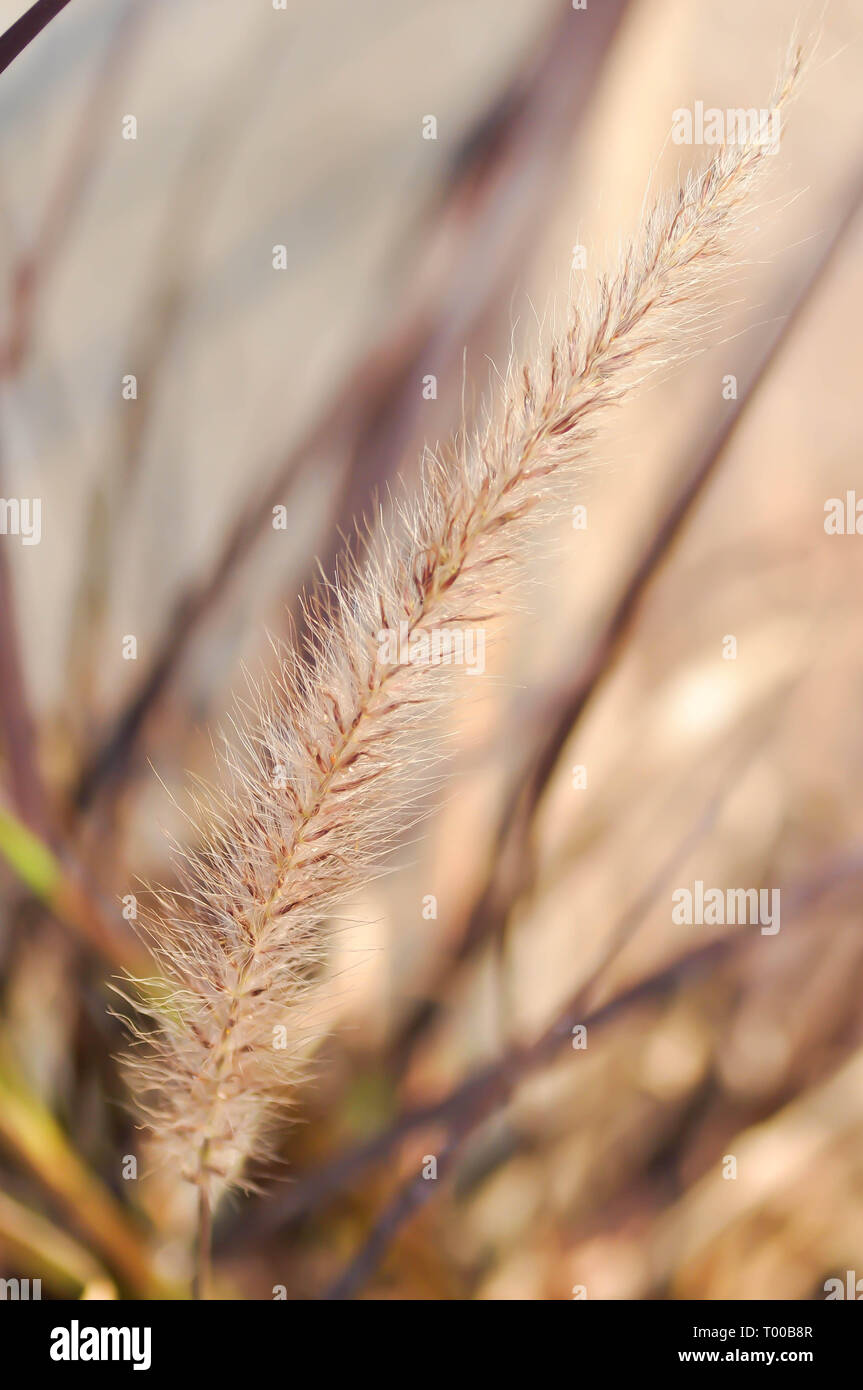 Fontaine de l'Afrique de l'herbe, l'herbe mauve ou Pennisetum setaceum Banque D'Images