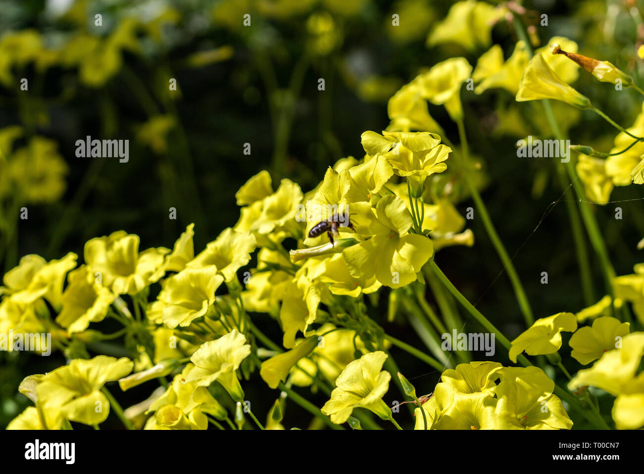 Mauvaises herbes à fleurs jaunes oxalis Banque de photographies et d’images à haute résolution