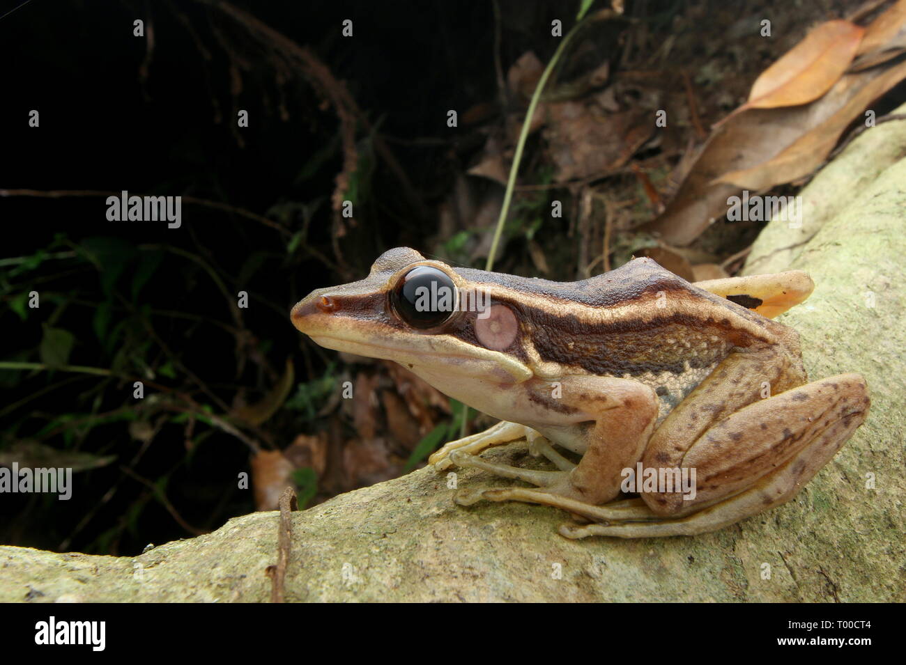 Rizières, Grenouille verte Banque D'Images