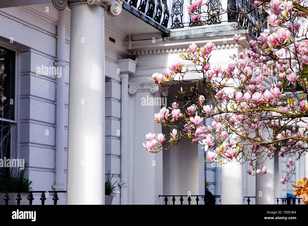 Londres, UK - Mars 11th, 2019 : Magnolia arbre fleurit en face de bâtiment blanc à Kensington sont de Londres Banque D'Images