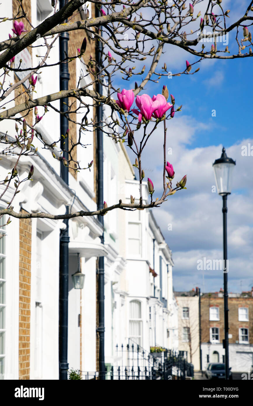 Londres, UK - Mars 11th, 2019 : les arbres sont en fleurs Magnolia en face d'élégantes maisons de Notting Hill, dans le centre de Londres Banque D'Images