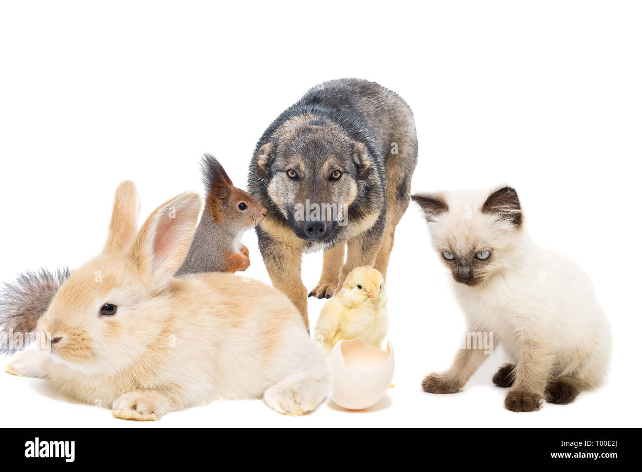 Chien, lapin, écureuil et chaton sur fond blanc Banque D'Images