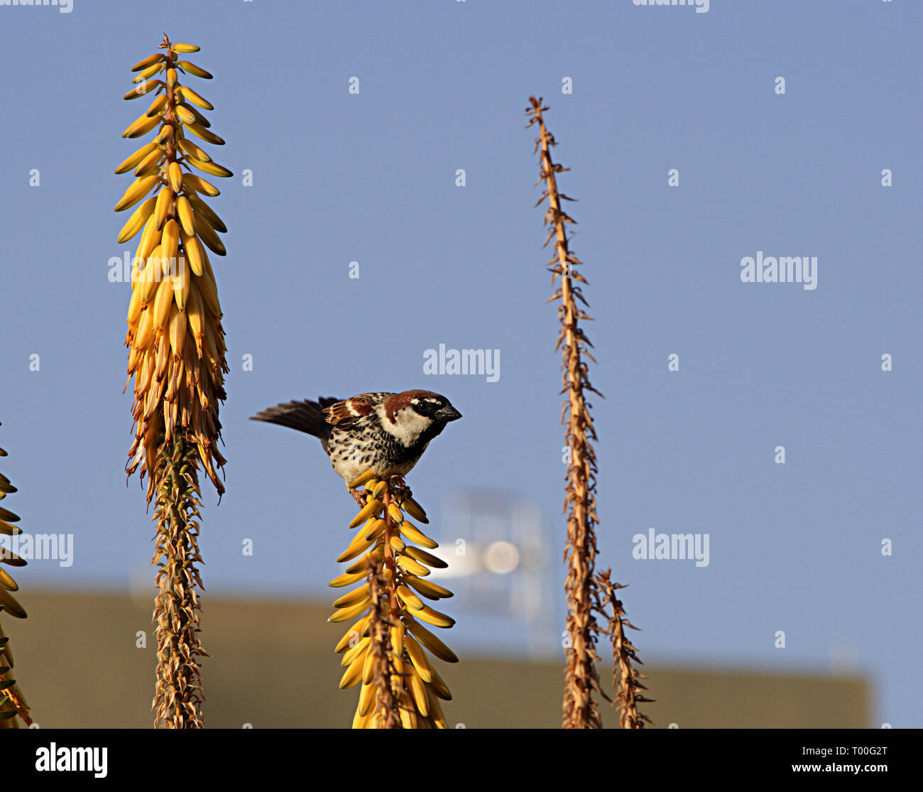 Un Espagnol Passer domesticus en équilibre sur l'aloe vera fleurs jaune Banque D'Images