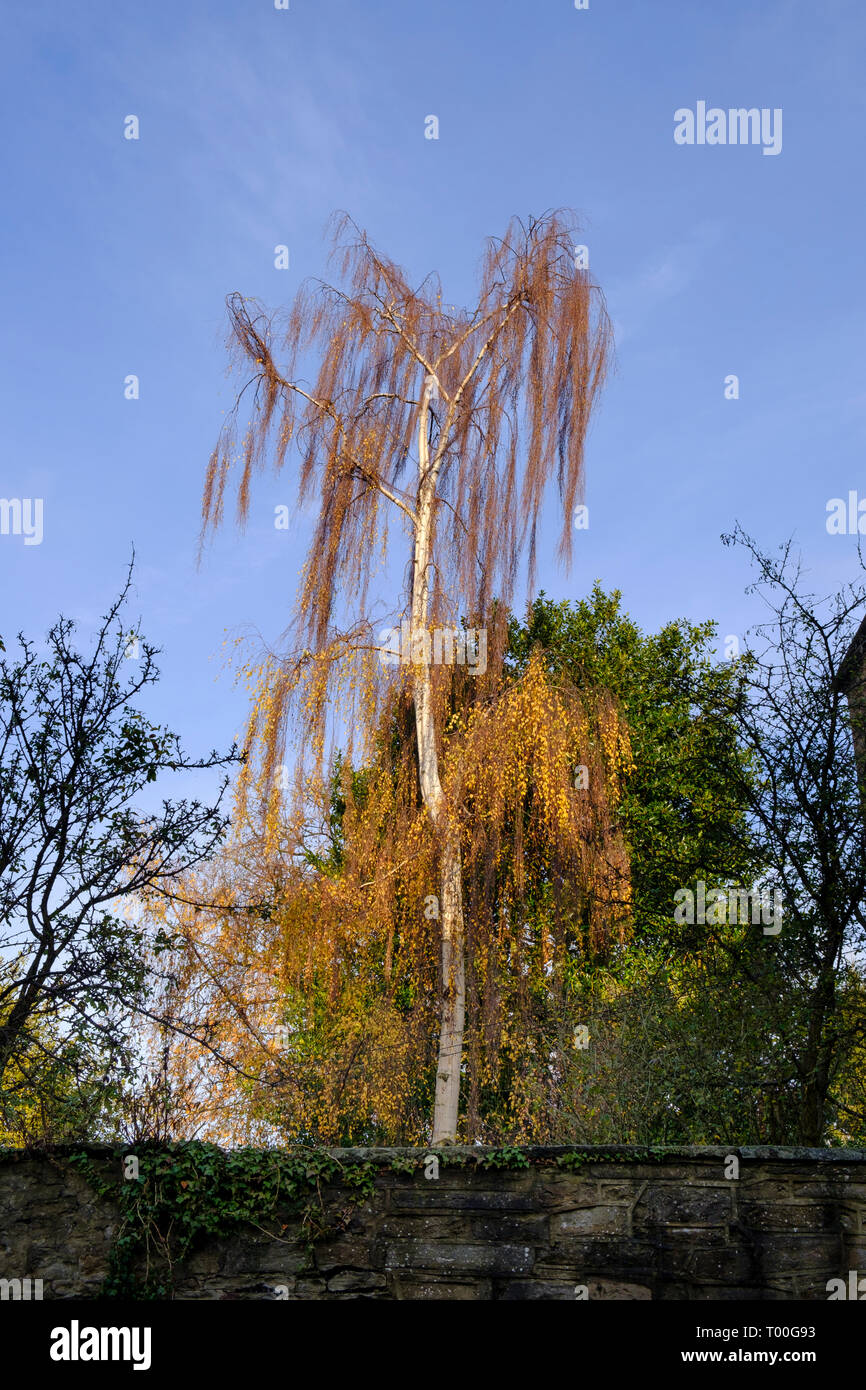 Silver Birch Tree en automne Banque D'Images