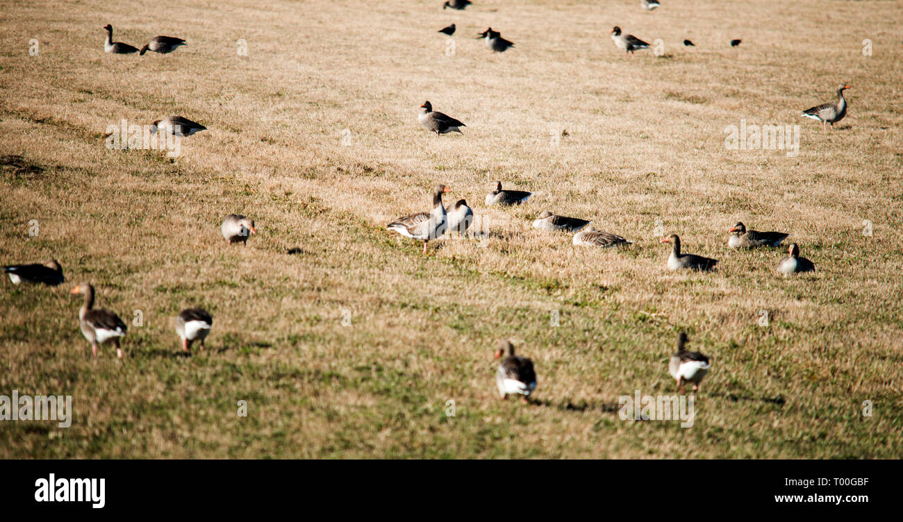 La bernache du Canada (Branta canadensis) est une grande espèce de l'oie sauvage avec une tête noire et le cou, les joues blanches, blanc sous son menton, et un corps brun. Banque D'Images