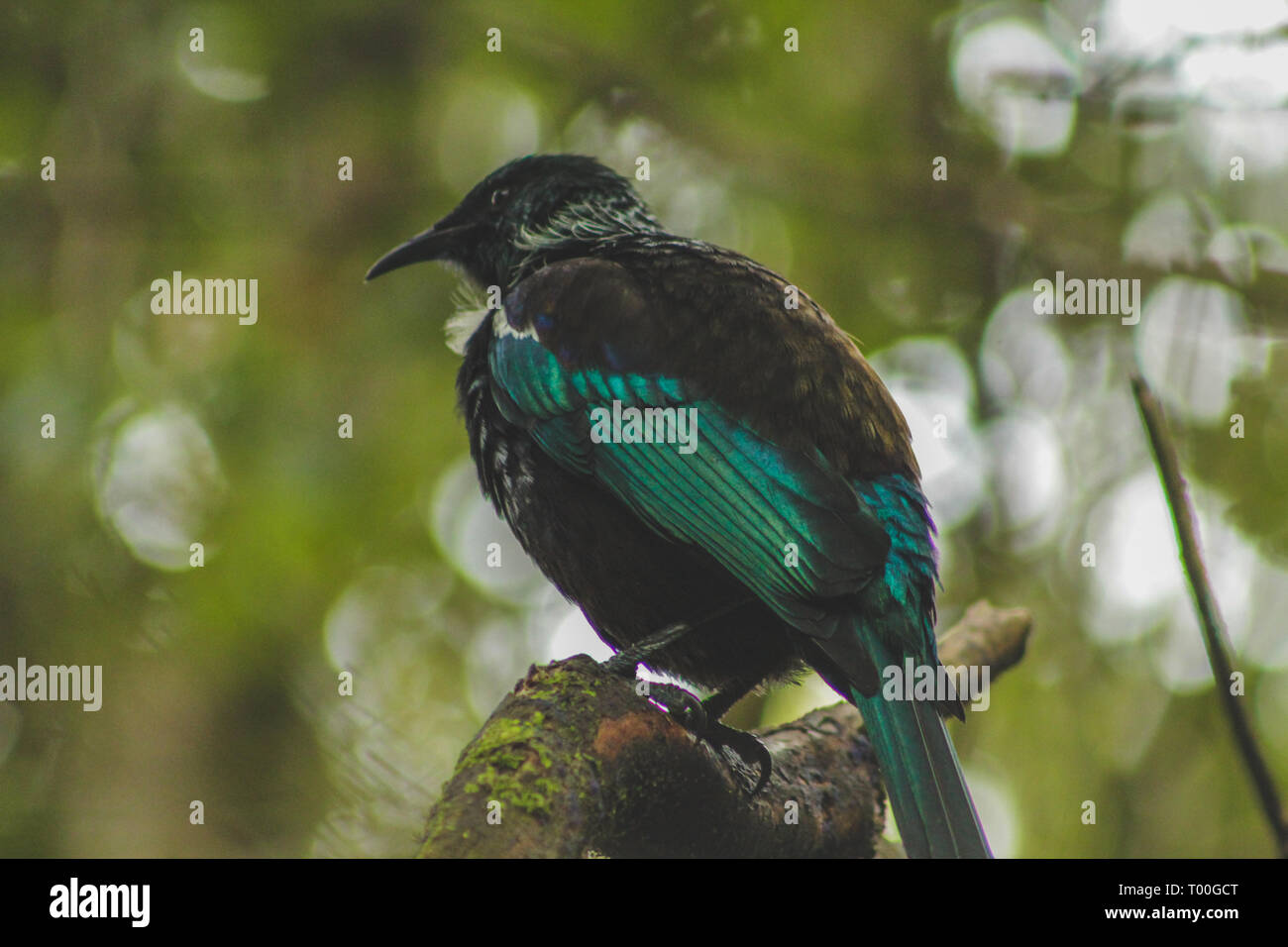 Tui assis dans un arbre, les oiseaux capturés en Nouvelle-Zélande forêt sur Bluff Hill, South Island, New Zealand Banque D'Images