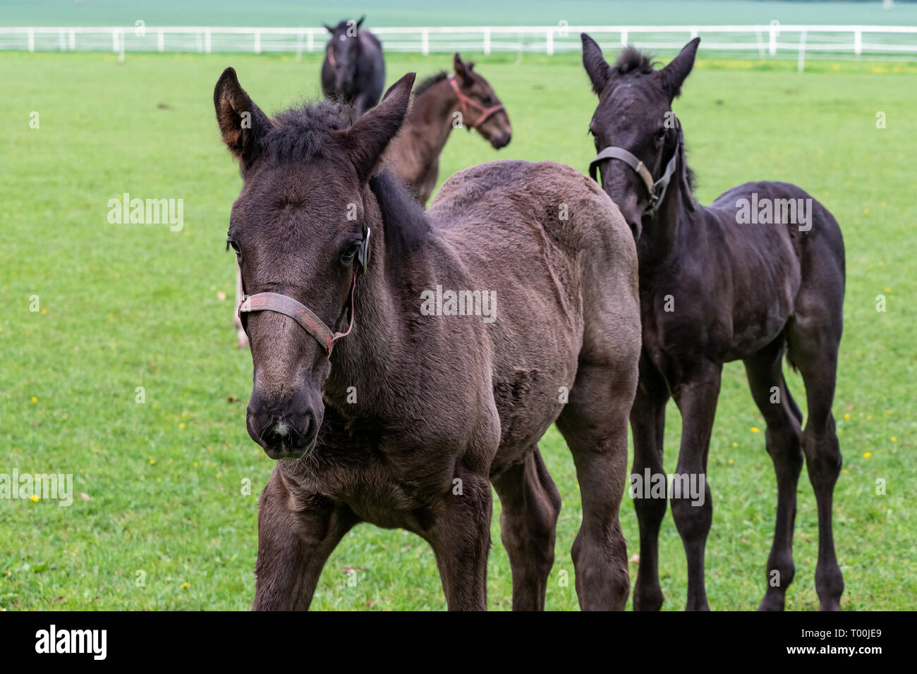 Poulains dans le pré. Kladrubian Black Horse Banque D'Images