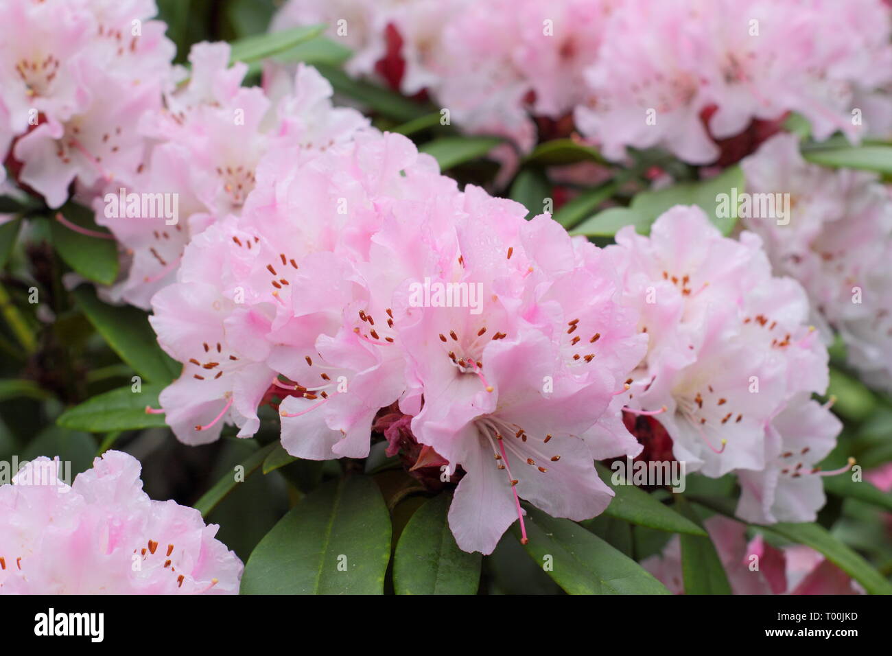 Rhododendron 'Christmas Cheer'. Fleurs de rhododendron floraison précoce, 'Christmas Cheer' dans un jardin anglais - fin février, UK Banque D'Images