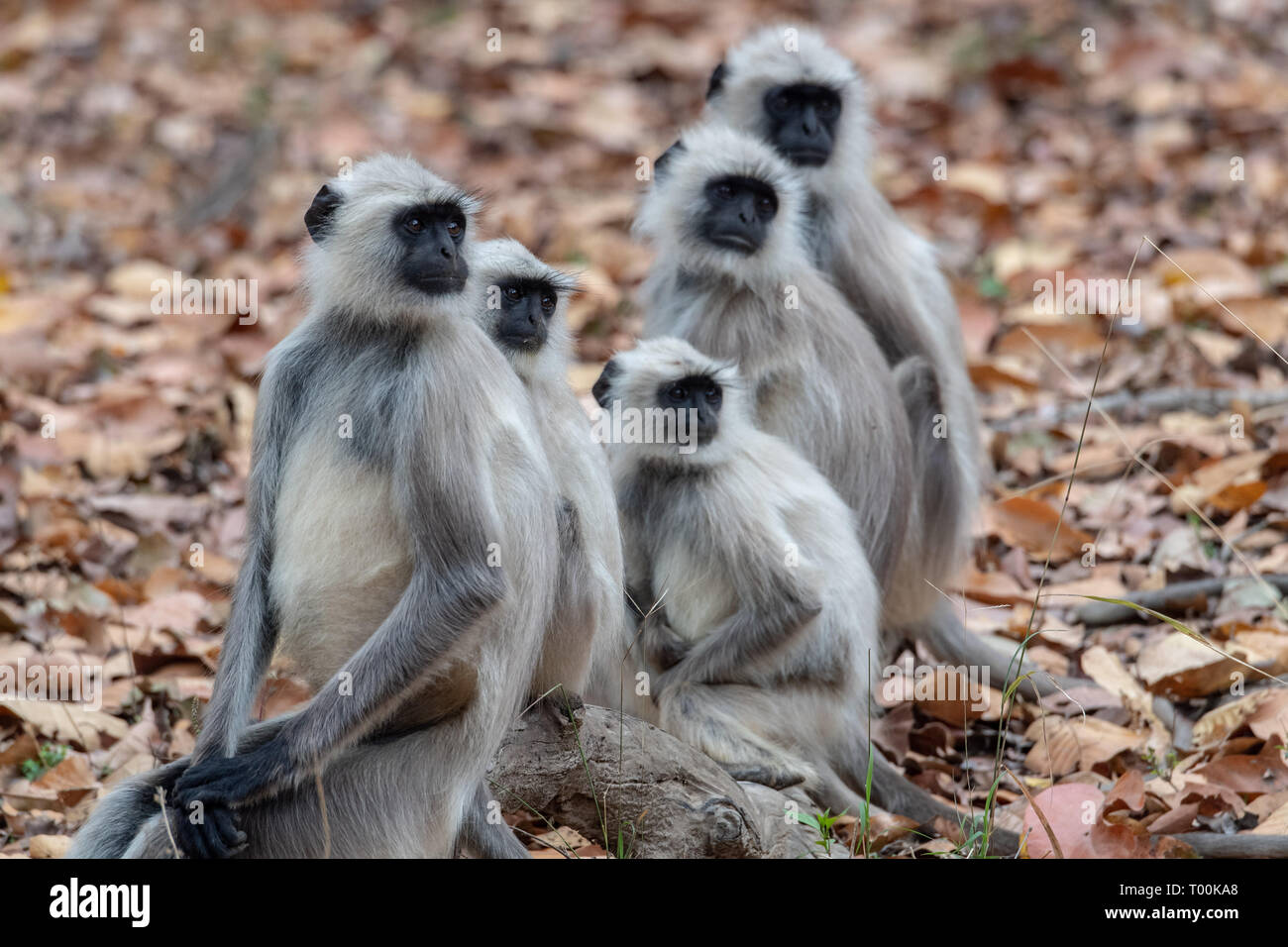 Gray langur(s) (Semnopithecus animaux singe) en Inde Banque D'Images