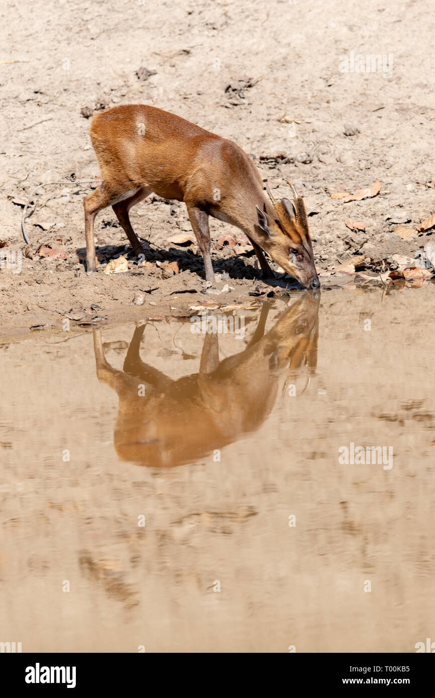 (Muntiacus muntjak deer Barking) de point d'eau potable en Inde Banque D'Images