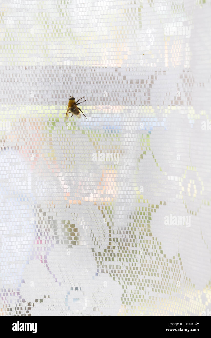 Une mouche se trouve sur un rideau blanc sur la fenêtre Banque D'Images