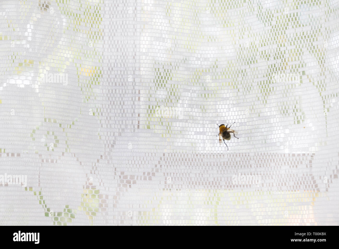 Une mouche se trouve sur un rideau blanc sur la fenêtre Banque D'Images