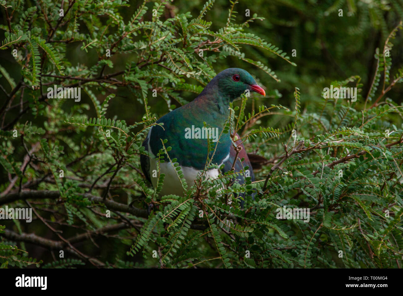 Kereru l, est un gros pigeon, originaire de Nouvelle-Zélande. C'est environ deux fois plus grande que la politique commune de pigeon biset. Banque D'Images