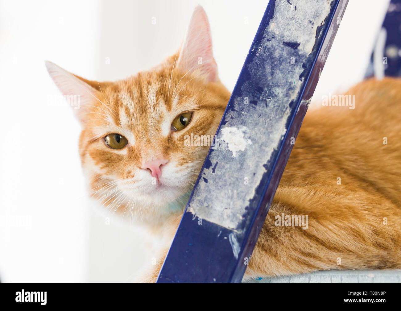 La Reparation La Peinture Des Murs Le Chat Est Assis Sur L Escabeau Image Drole Photo Stock Alamy