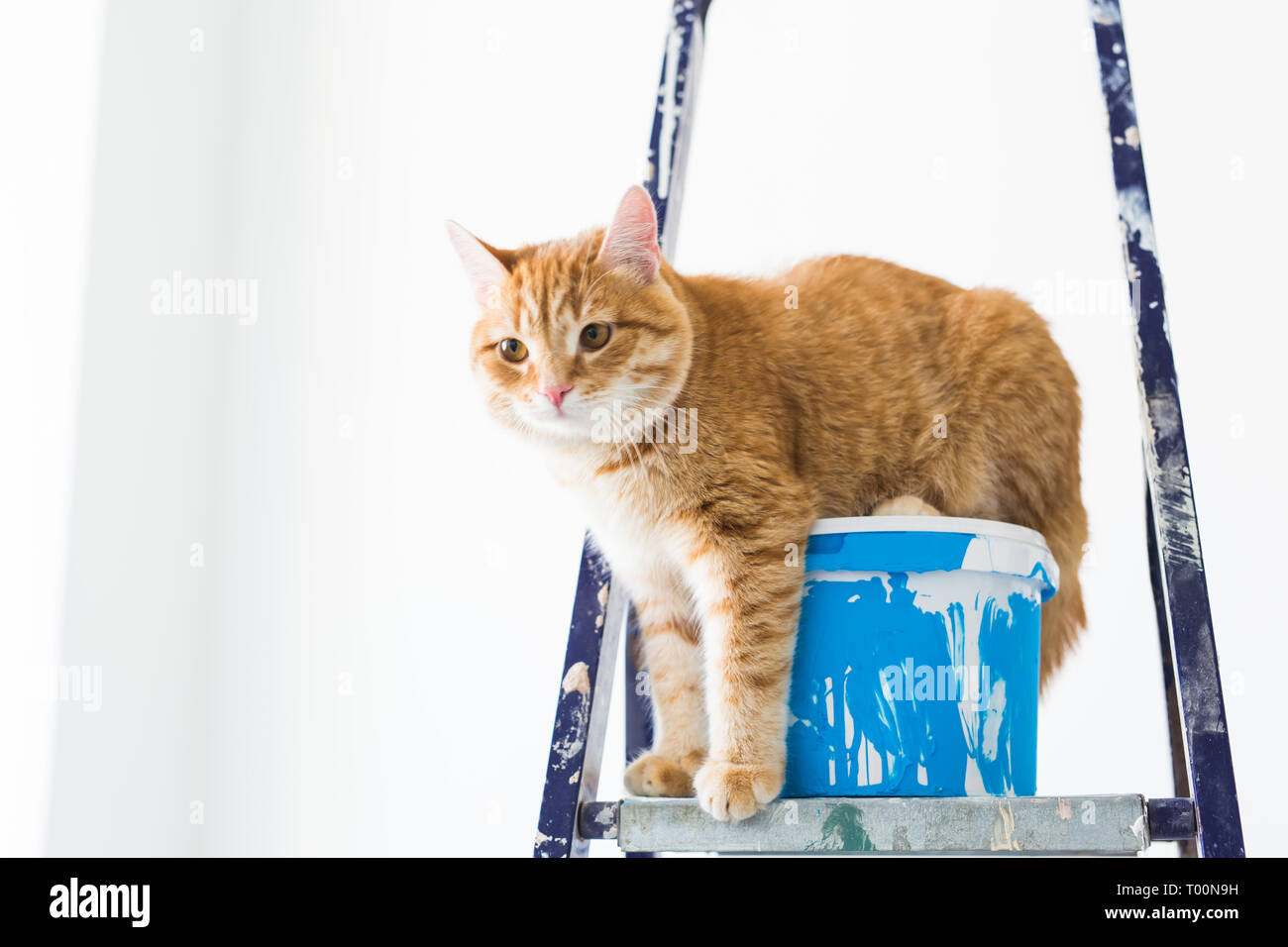 La Reparation La Peinture Des Murs Le Chat Est Assis Sur L Escabeau Image Drole Photo Stock Alamy