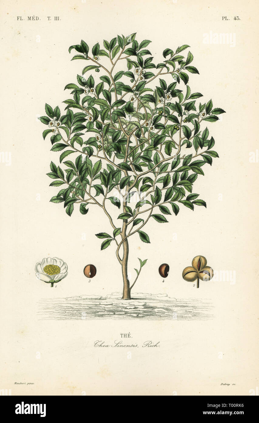 L'arbre de thé ou théier, Camellia sinensis, Thea sinensis, la. Gravure coloriée par Debray après une illustration botanique par Edouard Maubert de Pierre Oscar reveil, A. Dupuis, Fr. Gérard et François Herincq's La REGNE VEGETAL : Flore medicale, L. Guérin, Paris, 1864-1871. Banque D'Images