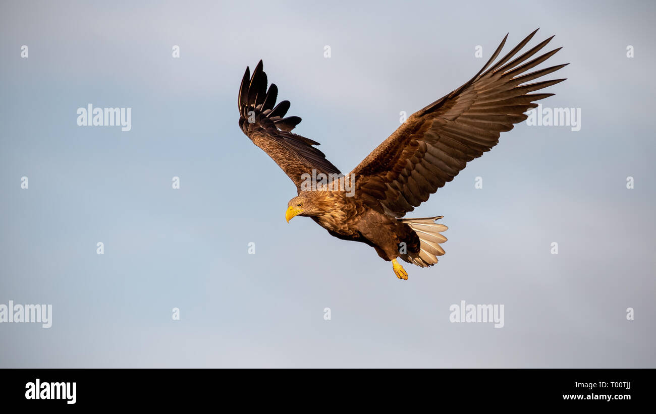 Des profils de pygargues à queue blanche (Haliaeetus albicilla), battant contre le ciel, avec des ailes écartées à la recherche vers le bas. Oiseau de proie sauvage dans l'air au coucher du soleil. Banque D'Images