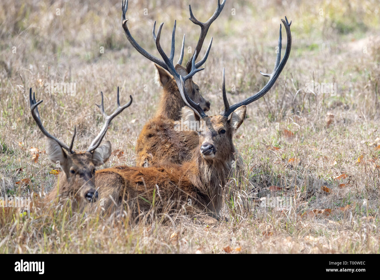 Barasingha (Rucervus duvaucelii) sont également connus comme le cerf des marais et sont inscrits comme vulnérables. Ces trois sont au repos dans la matinée en Inde. Banque D'Images