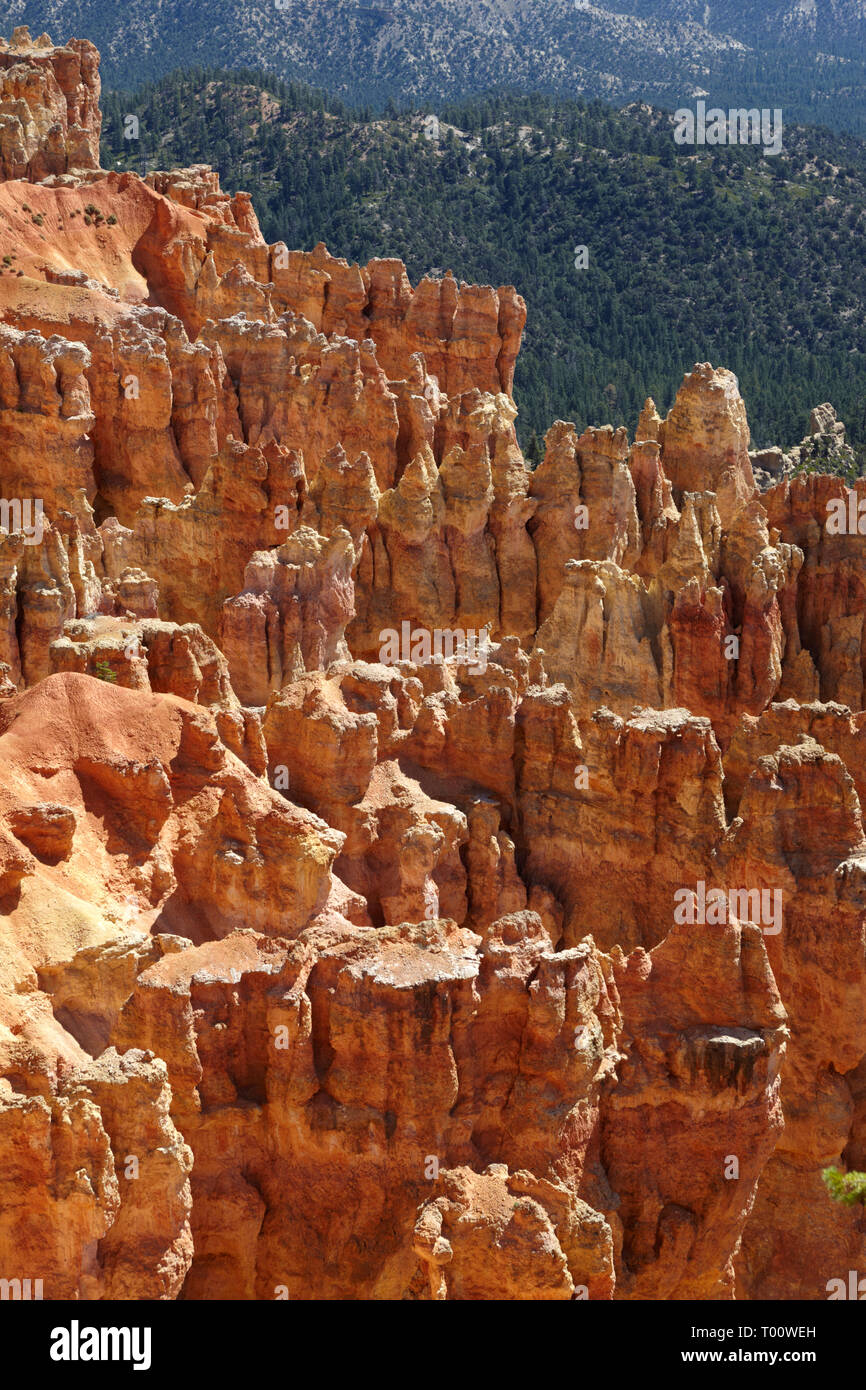 Pinnacles Hoodoo, Bryce Canyon, Utah, USA Banque D'Images