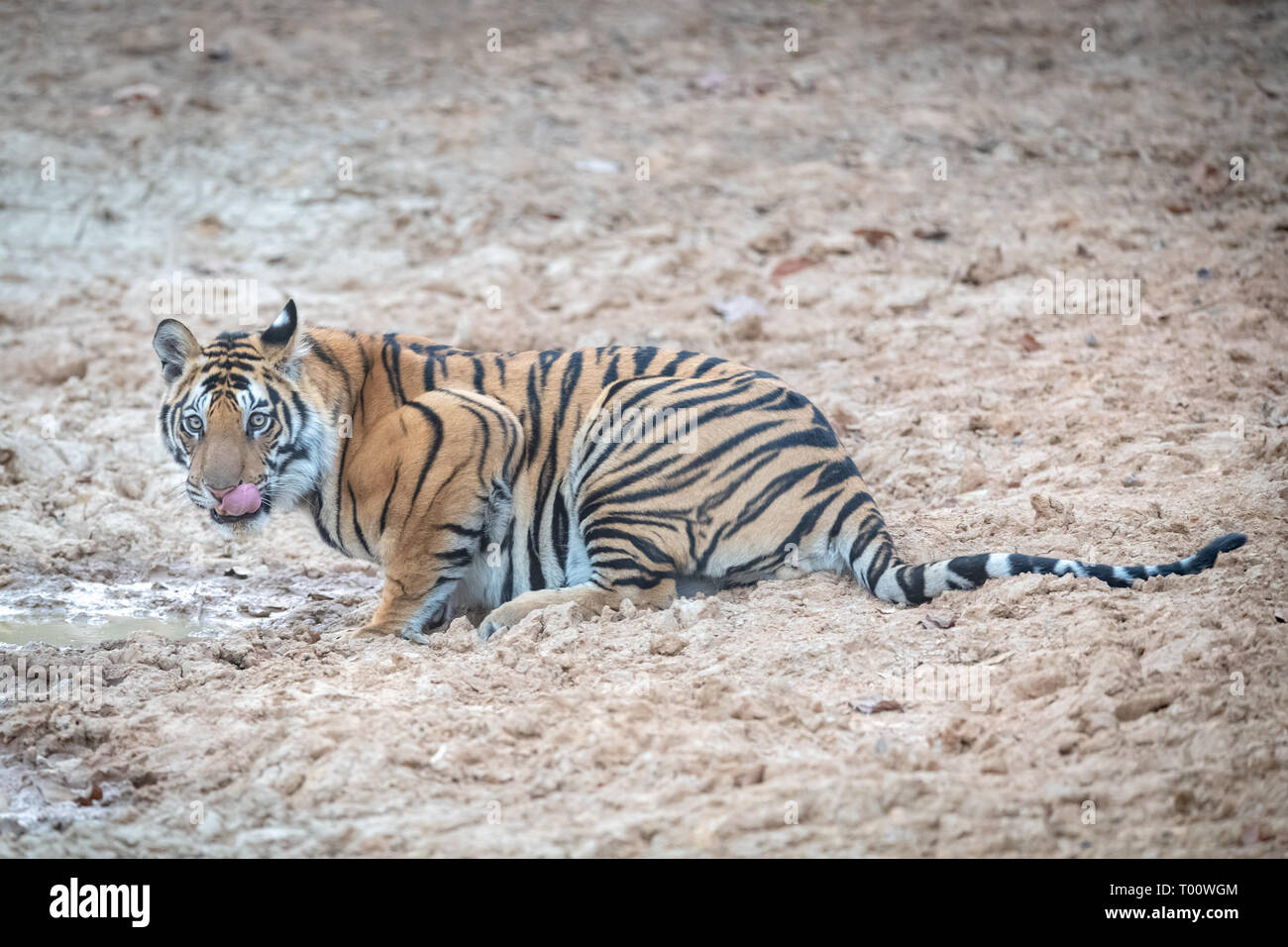 Tigre du Bengale (Panthera tigris tigris) en Inde Banque D'Images