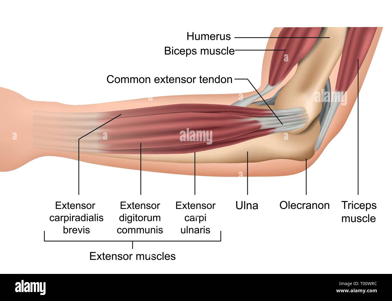 Anatomie des muscles du coude vector illustration médicale Illustration de Vecteur