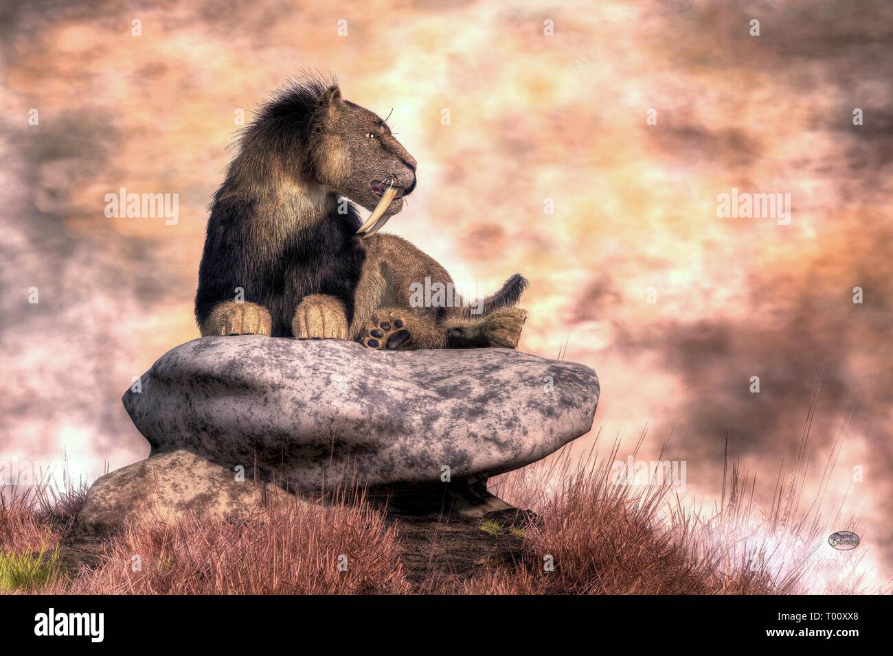 Un chat à dents de sabre se détend sur une grande pierre plate au sommet d'une hauteur d'herbe. Banque D'Images