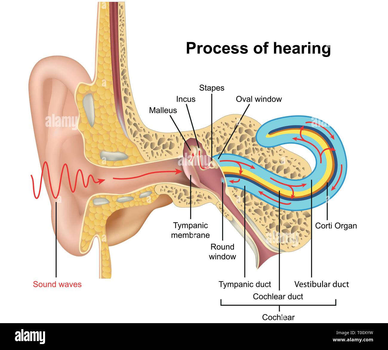 Processus d'audience, l'anatomie de l'oreille 3D de vecteur illustration sur fond blanc Illustration de Vecteur