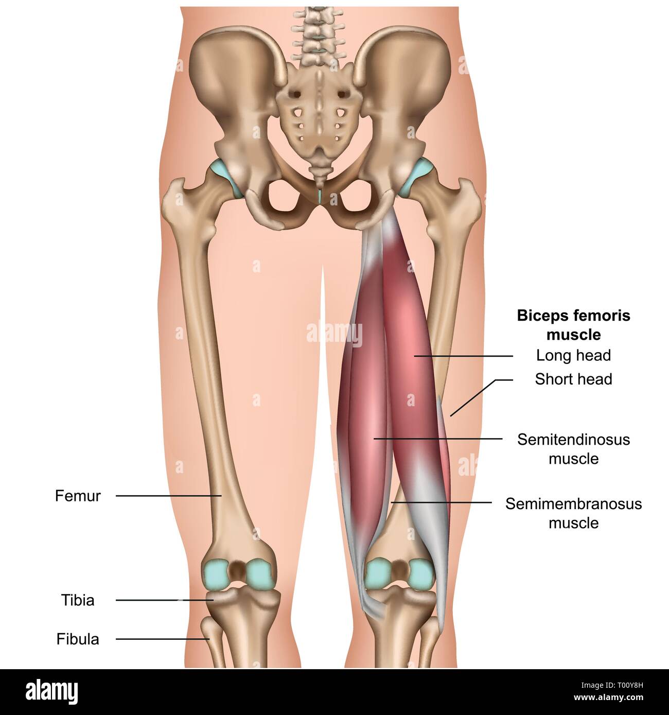 Anatomie du muscle ischio-jambiers médicale 3d vector illustration sur fond blanc Illustration de Vecteur