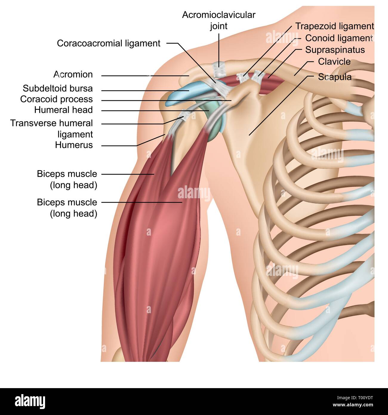 Anatomie de l'épaule 3d medical illustration vectorielle avec les muscles des bras Illustration de Vecteur