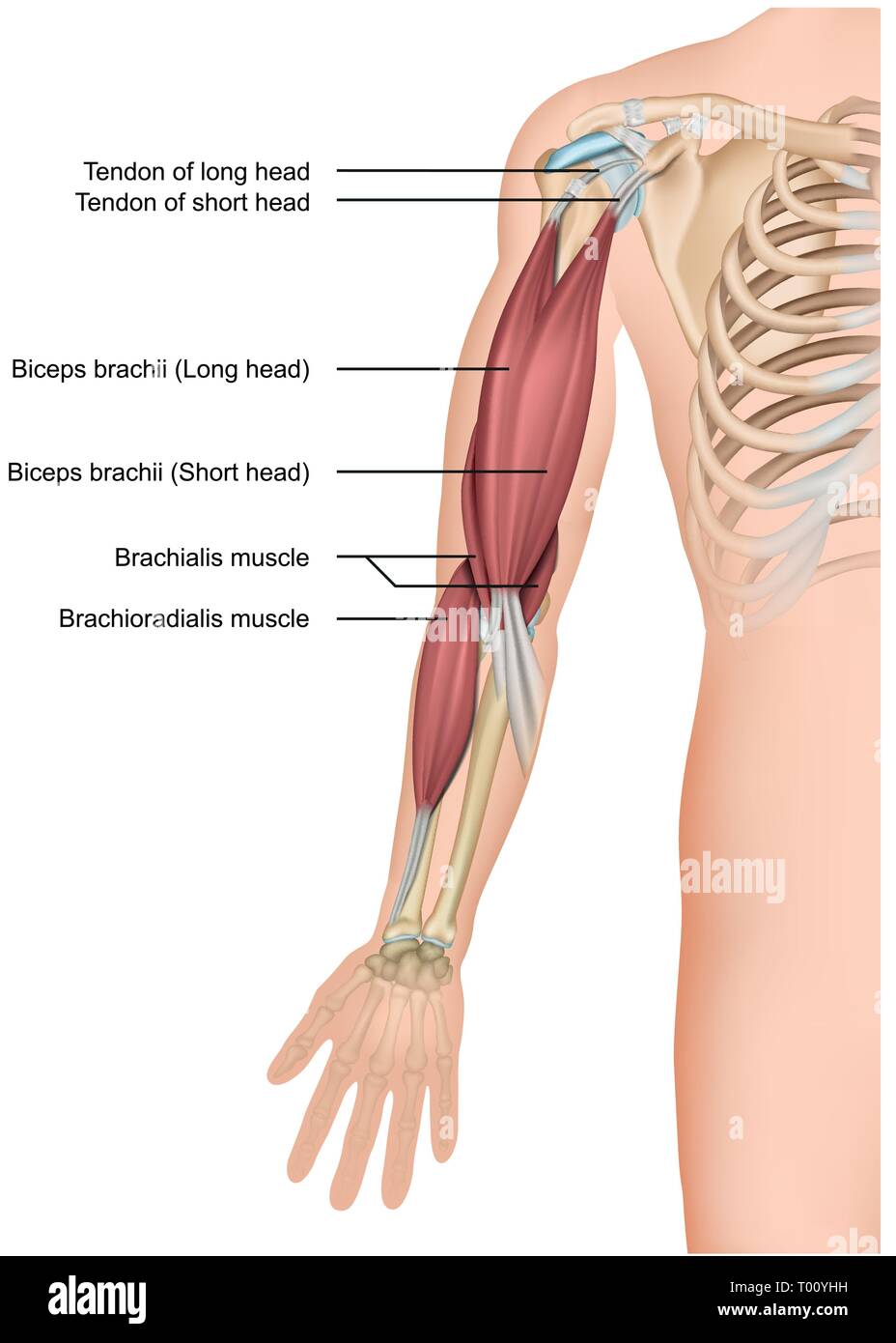 Biceps et brachioradialis anatomy 3d medical vector illustration sur fond blanc Illustration de Vecteur