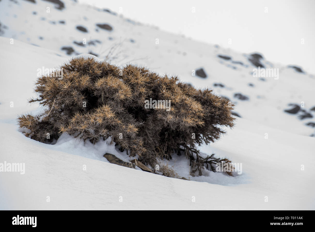 Bush dans la neige Banque D'Images