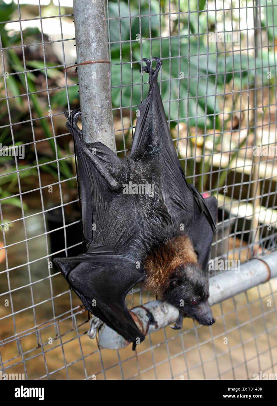 Un fruit bat est suspendu la tête en bas dans un panier métallique avec le dos Banque D'Images