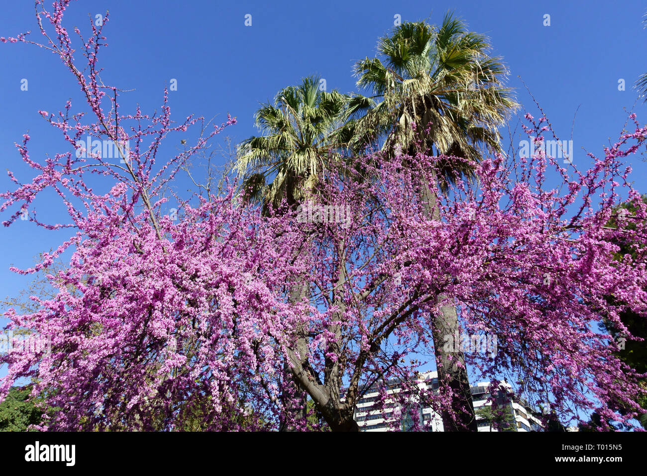 Espagne jardins de Valence jardin del Real le jardin Royal Palm Tree Spring Purple Blossoming Mediterranean Redbud Love Tree Cercis siliquastrum Blossoms Banque D'Images