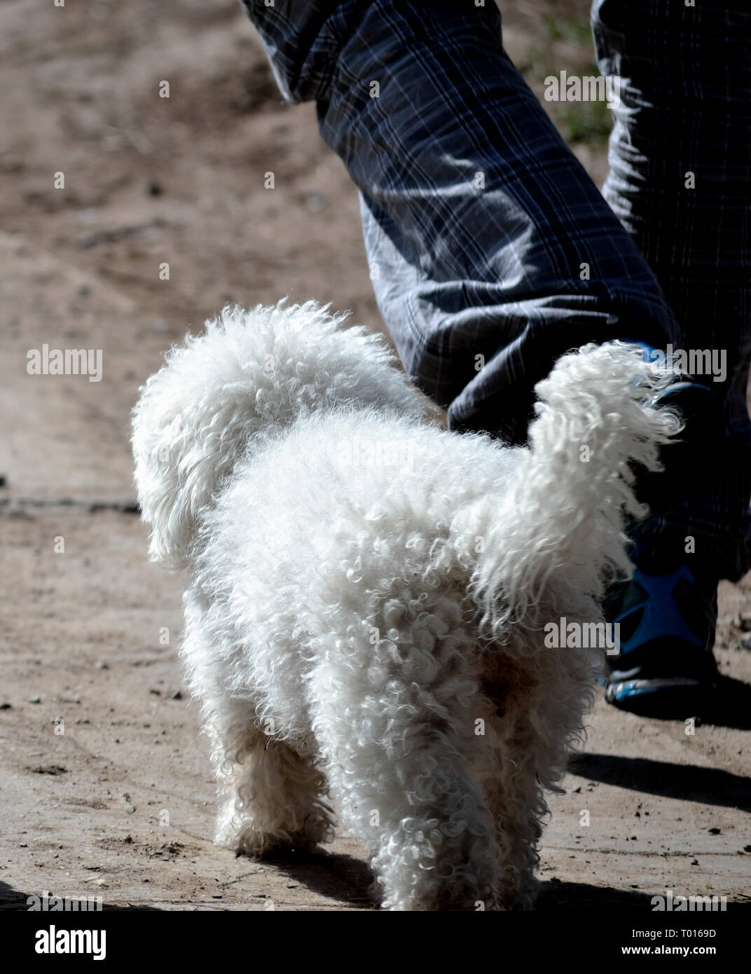 Maltese dog walking à côté d'un homme sans une laisse Banque D'Images