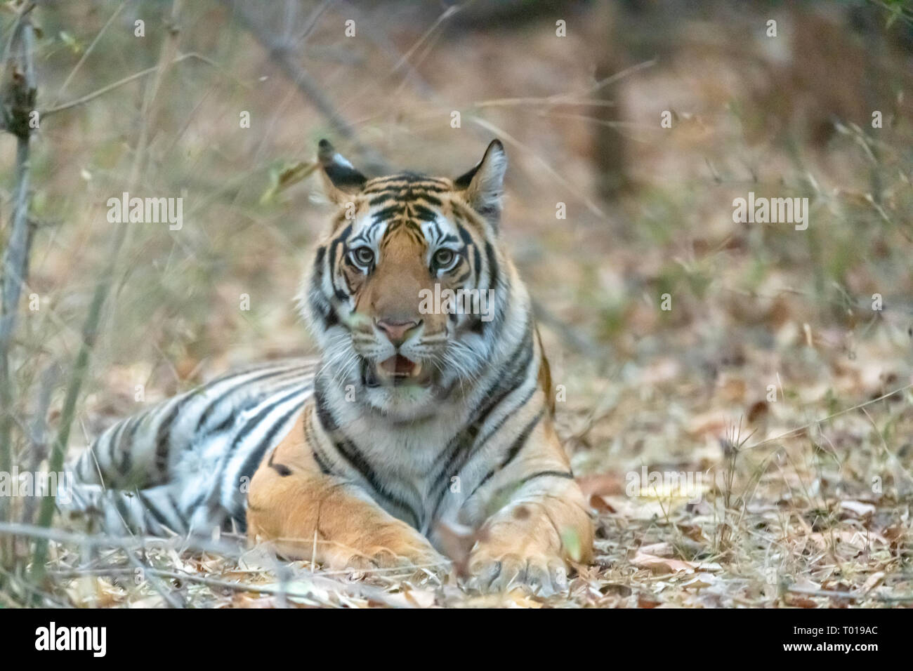 Tigre du Bengale (Panthera tigris tigris) en Inde Banque D'Images
