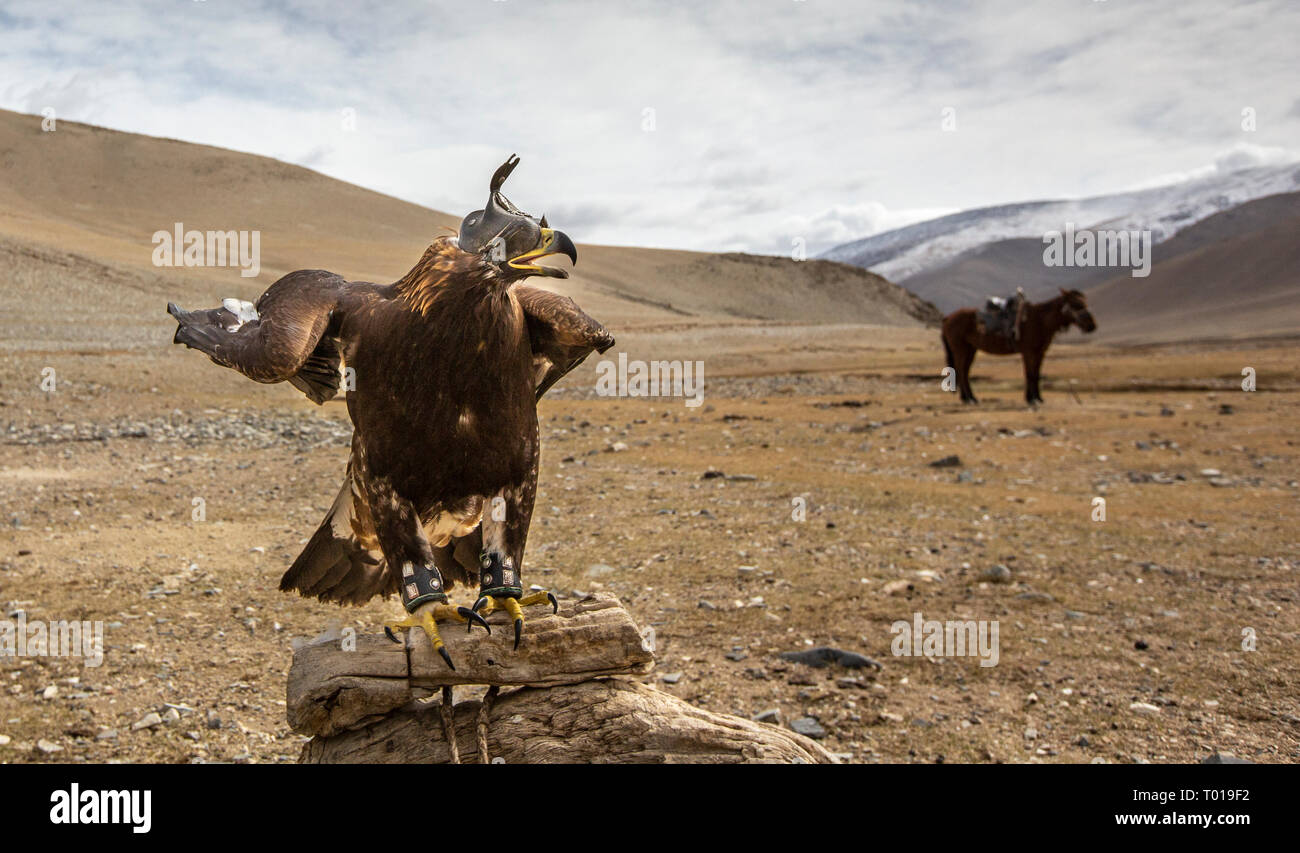 Golden Eagle de l'Altaï à l'extérieur de la maison du Kazakh eagle hunter Banque D'Images