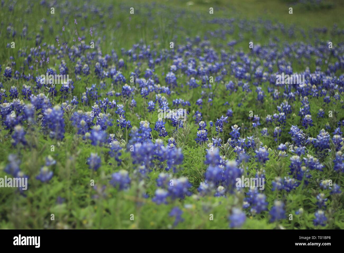 Saison Bluebonnet est ma saison préférée. Banque D'Images