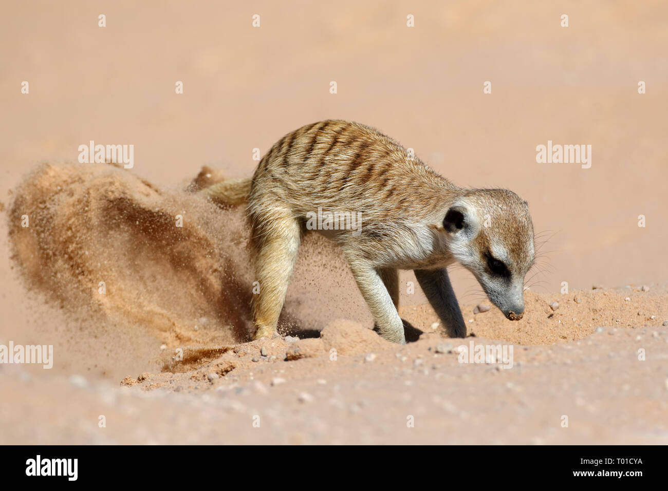 Un meerkat (Suricata suricatta) activement à la recherche de nourriture, l'habitat naturel du désert du Kalahari, Afrique du Sud Banque D'Images