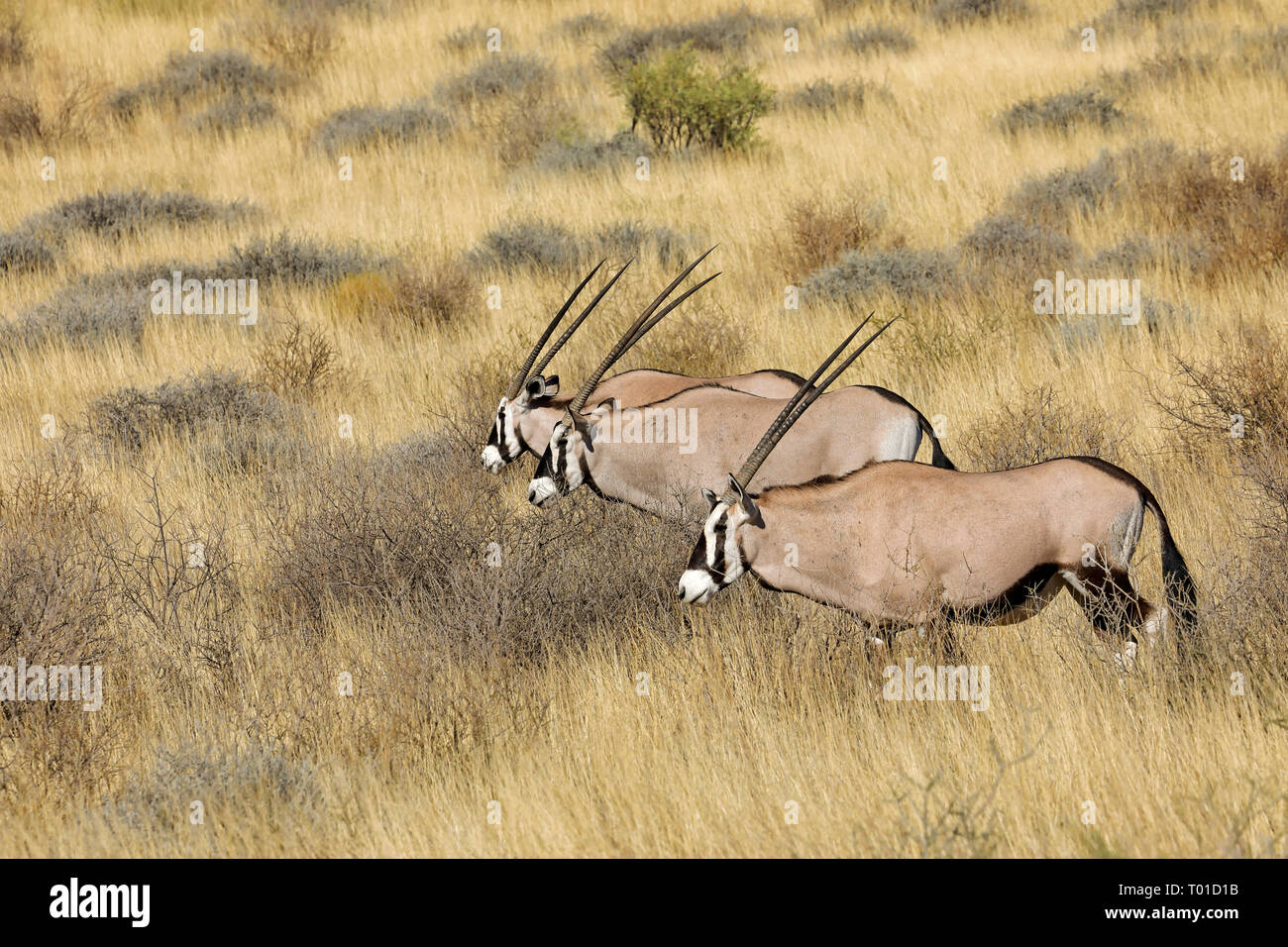 Les antilopes gemsbok (Oryx gazella) dans l'habitat naturel, désert du Kalahari, Afrique du Sud Banque D'Images