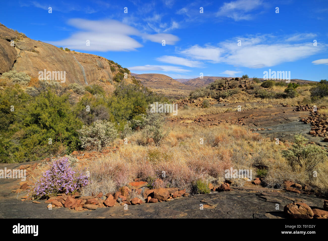 Paysage pittoresque avec des fleurs sauvages, Mountain Zebra National Park, Afrique du Sud Banque D'Images